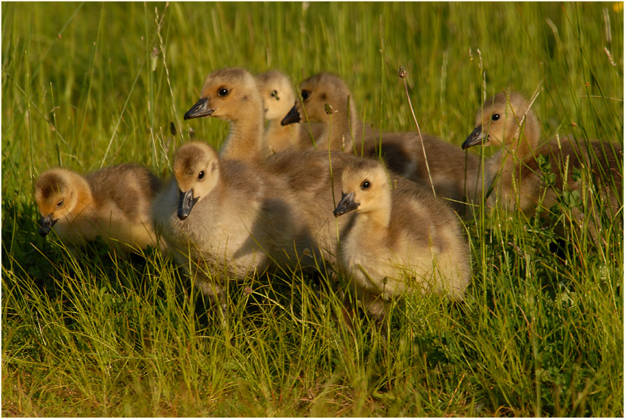 Kanadagans (Branta canadensis)