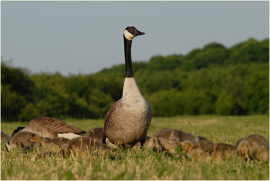 Kanadagans (Branta canadensis)
