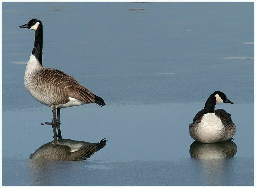 Kanadagans (Branta canadensis)
