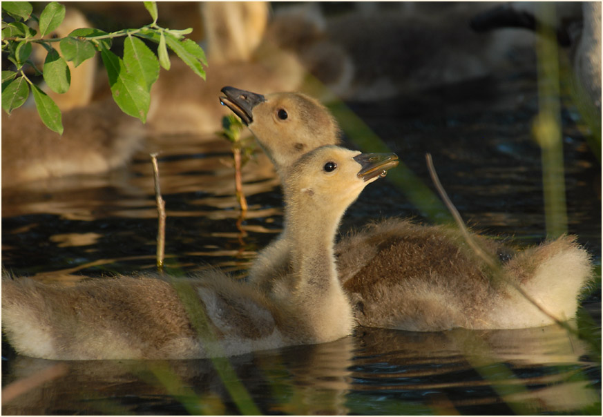 Kanadagans (Branta canadensis)