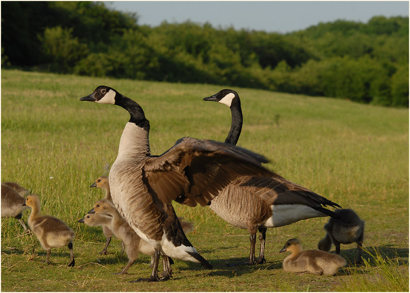 Kanadagans (Branta canadensis)