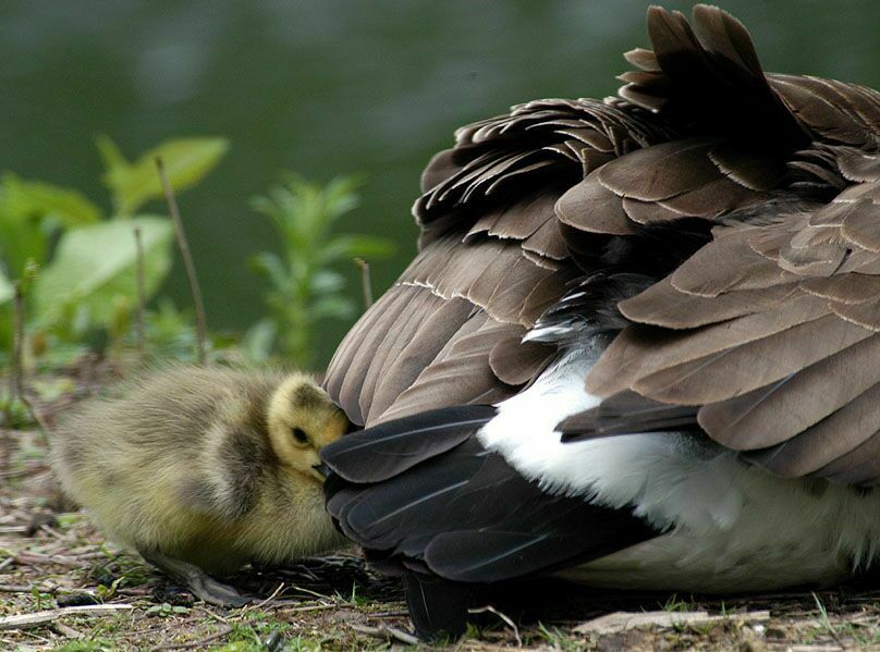 Kanadagans (Branta canadensis)