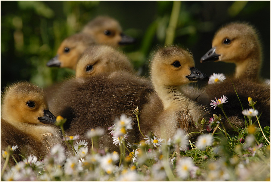 Kanadagans (Branta canadensis)