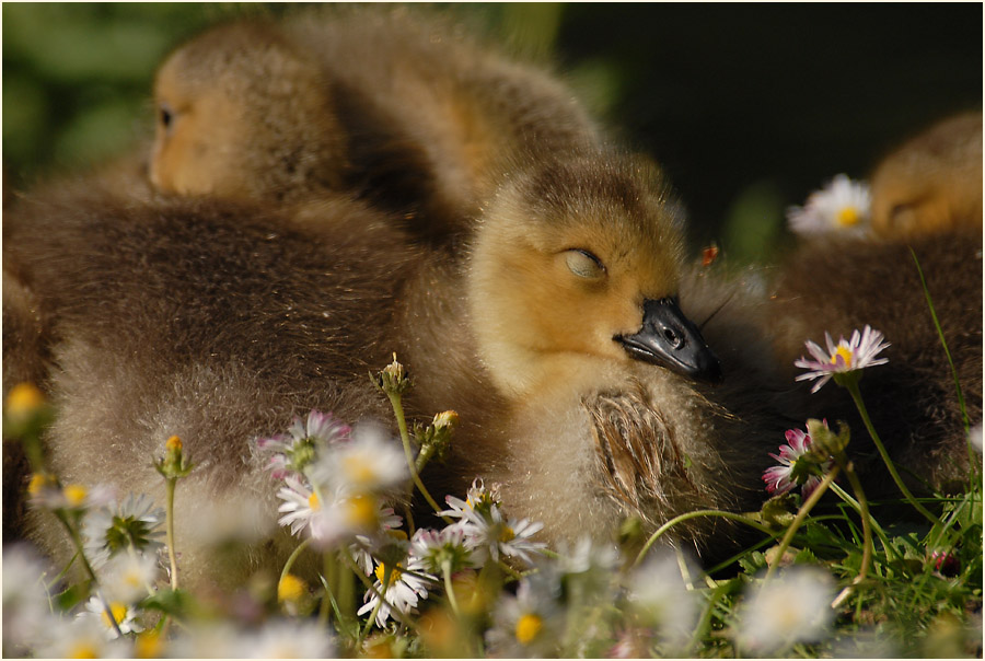 Kanadagans (Branta canadensis)