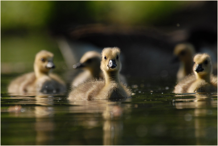 Kanadagans (Branta canadensis)