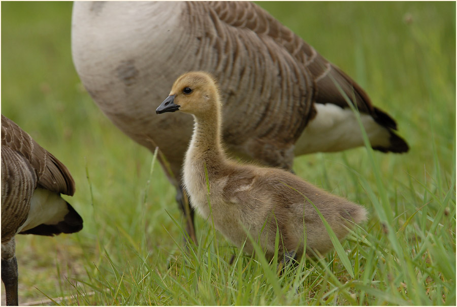 Kanadagans (Branta canadensis)