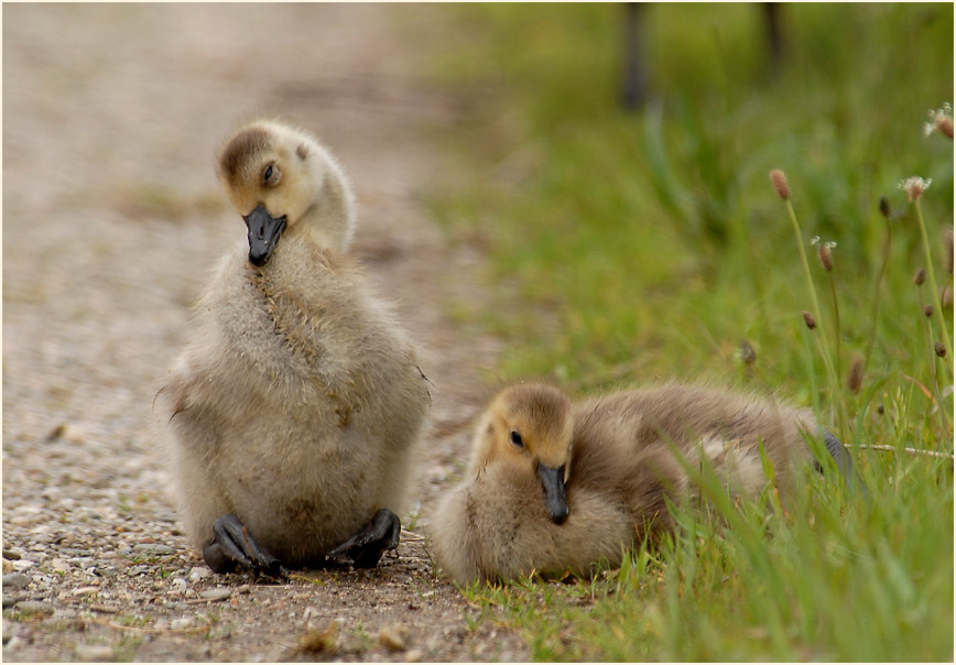 Kanadagans (Branta canadensis)