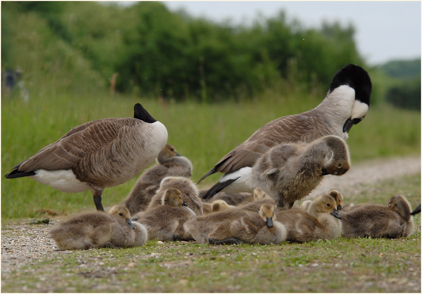 Kanadagans (Branta canadensis)