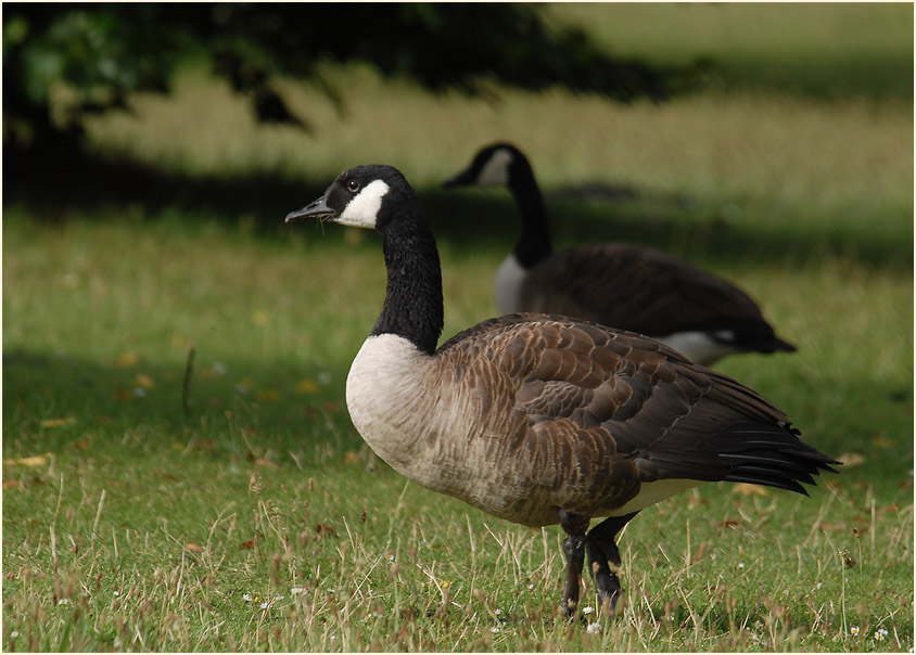 Kanadagänse (Branta canadensis)