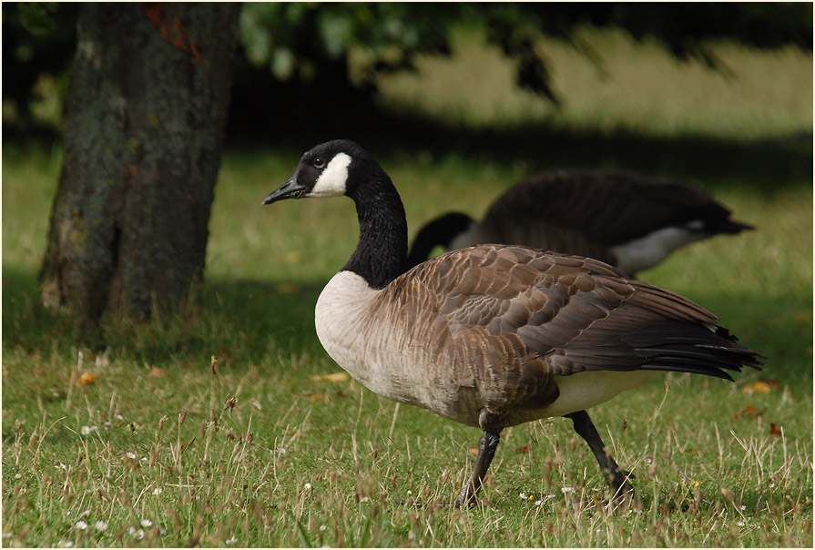 Kanadagänse (Branta canadensis)
