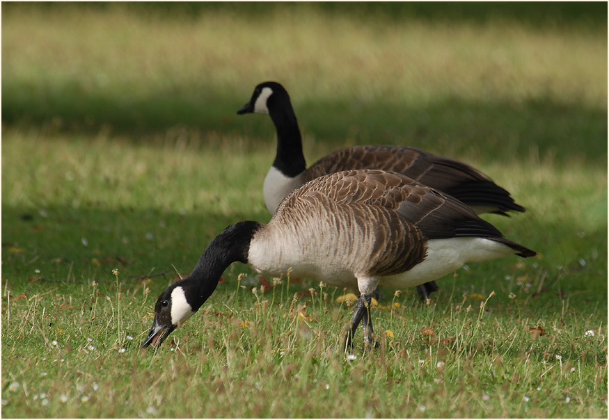 Kanadagänse (Branta canadensis)
