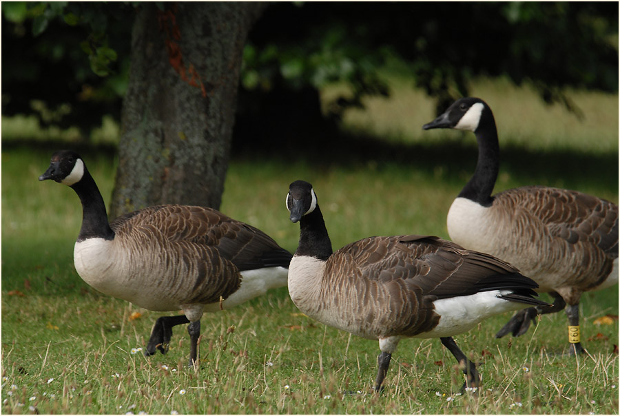 Kanadagänse (Branta canadensis)