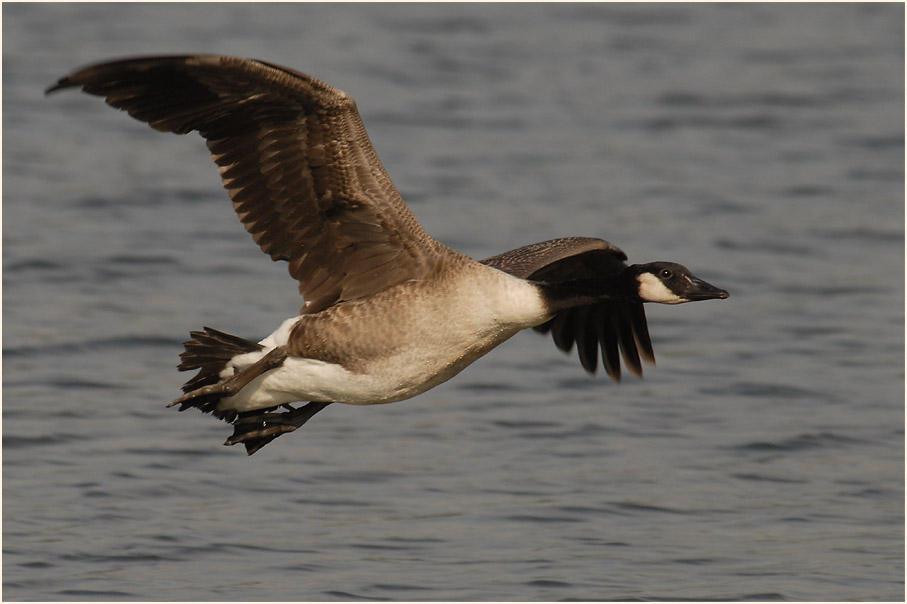 Kanadagans (Branta canadensis)