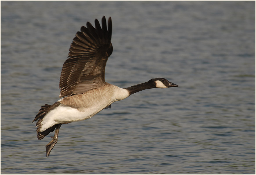 Kanadagans (Branta canadensis)