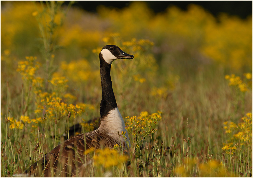 Kanadagans (Branta canadensis)