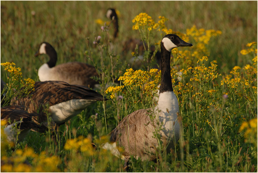 Kanadagans (Branta canadensis)