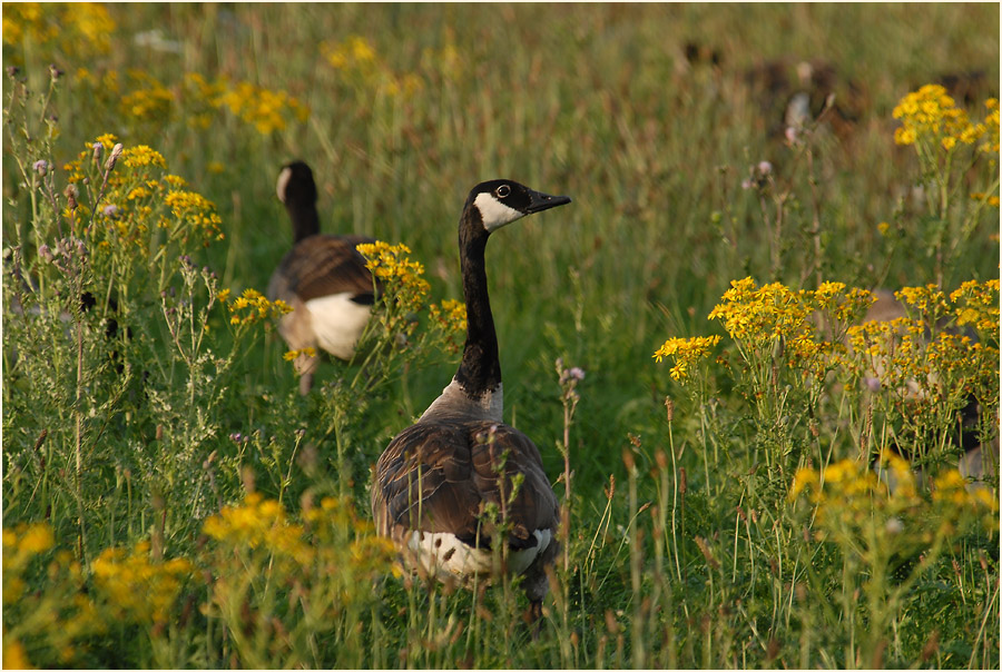 Kanadagans (Branta canadensis)