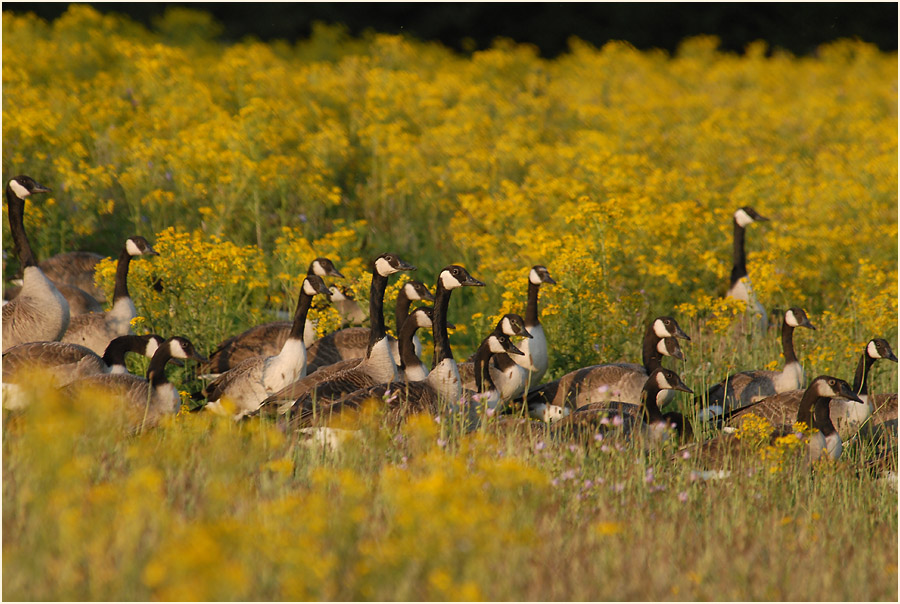 Kanadagans (Branta canadensis)