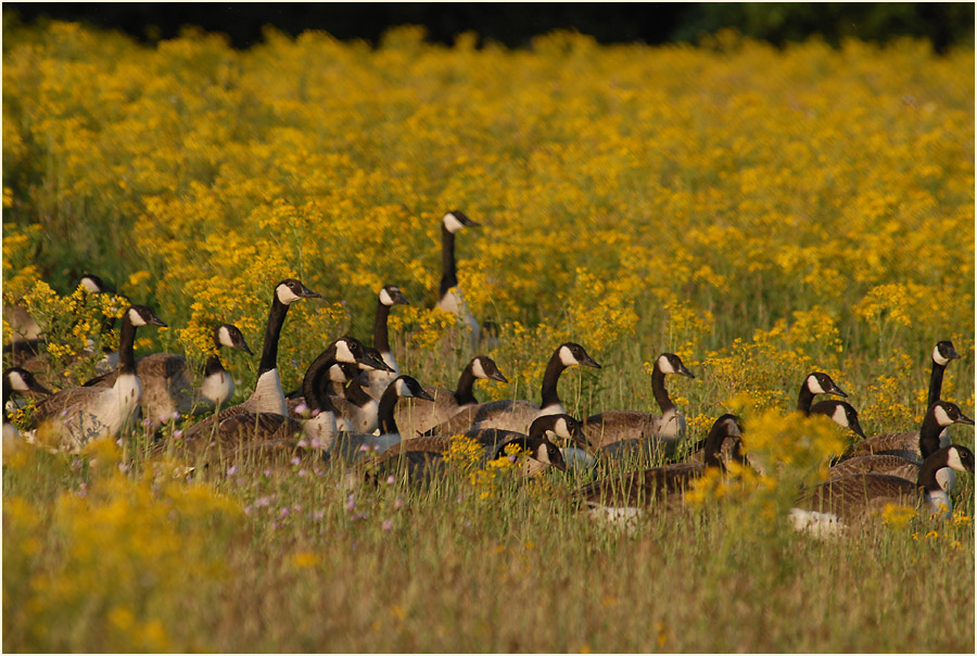 Kanadagans (Branta canadensis)