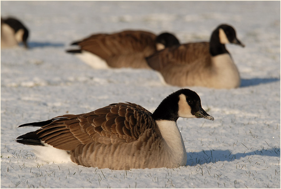 Kanadagans (Branta canadensis)