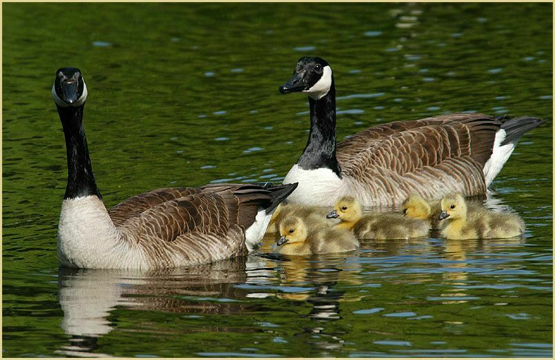 Kanadagans (Branta canadensis)