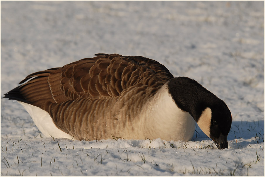 Kanadagans (Branta canadensis)