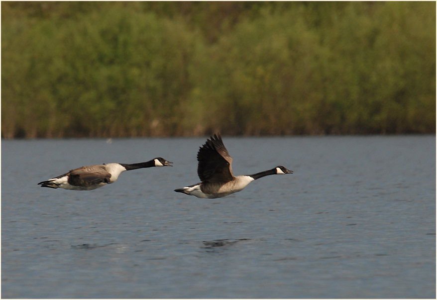 Kanadagans (Branta canadensis)