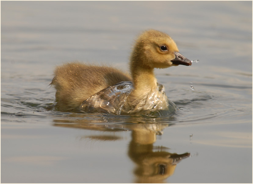 Kanadagans (Branta canadensis)