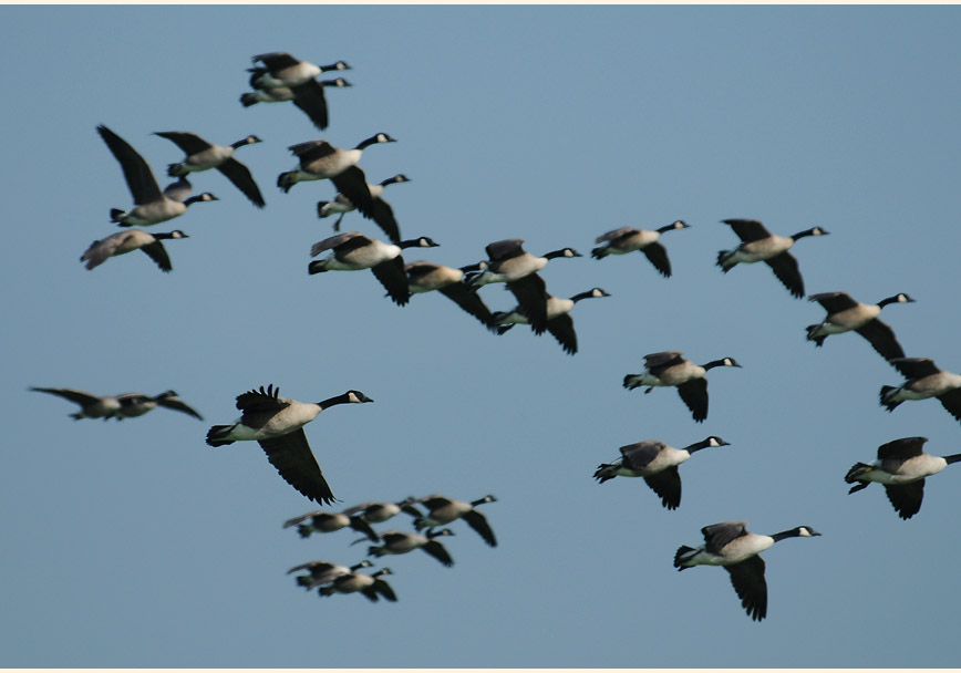 Kanadagans (Branta canadensis)