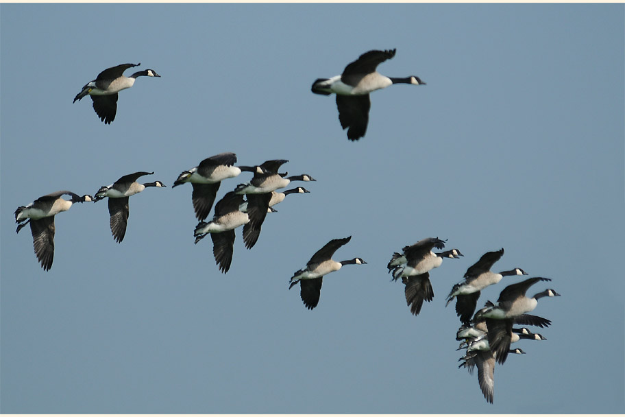 Kanadagans (Branta canadensis)