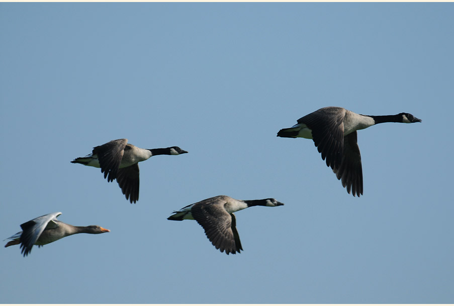 Kanadagans (Branta canadensis)