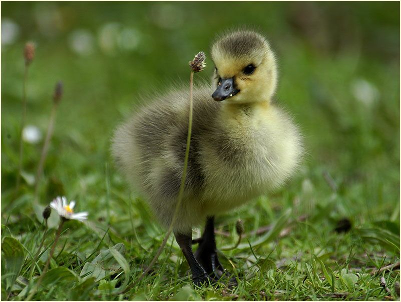 Kanadagans (Branta canadensis)