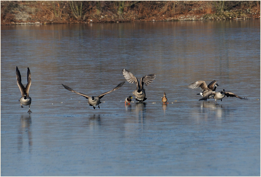 Kanadagans (Branta canadensis)