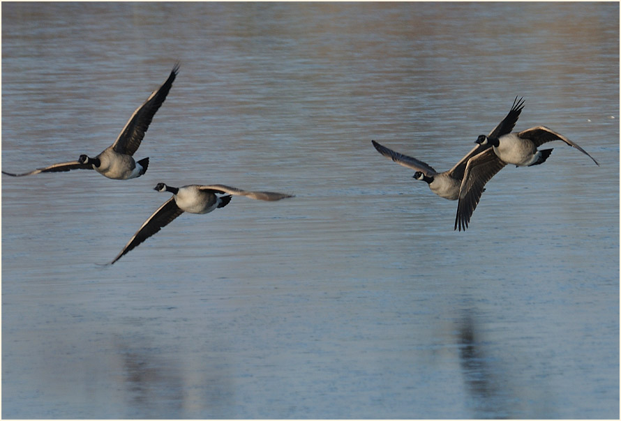Kanadagans (Branta canadensis)