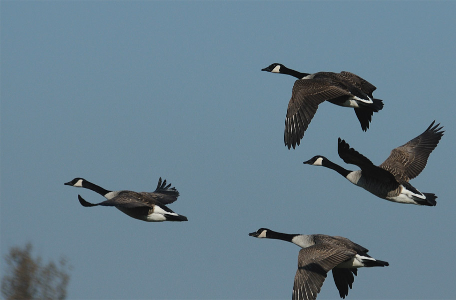 Kanadagans (Branta canadensis)
