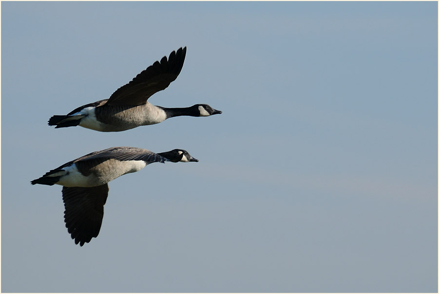 Kanadagans (Branta canadensis)