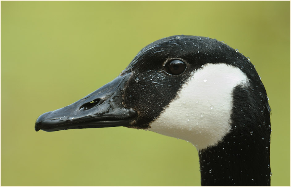 Kanadagans (Branta canadensis)