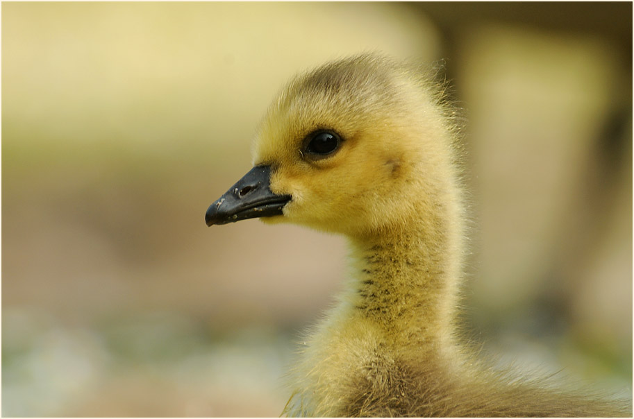 Kanadagans (Branta canadensis)