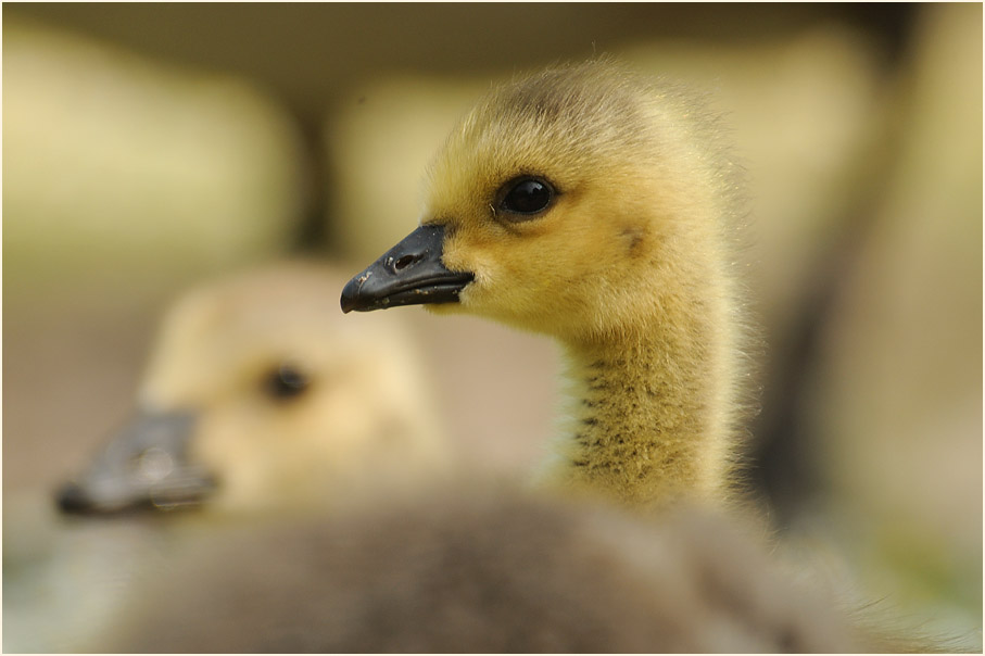 Kanadagans (Branta canadensis)