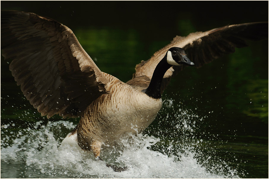 Kanadagans (Branta canadensis)