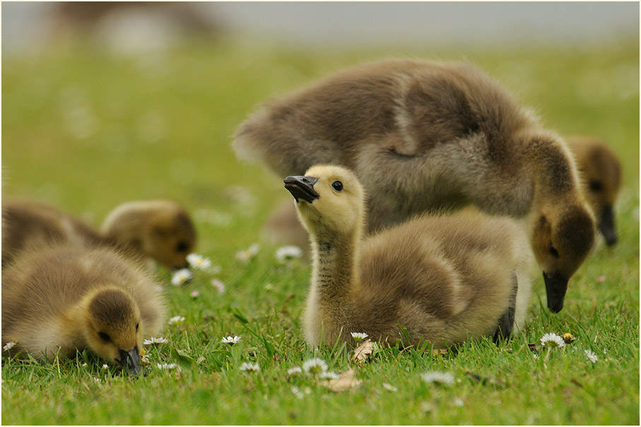 Kanadagans (Branta canadensis)
