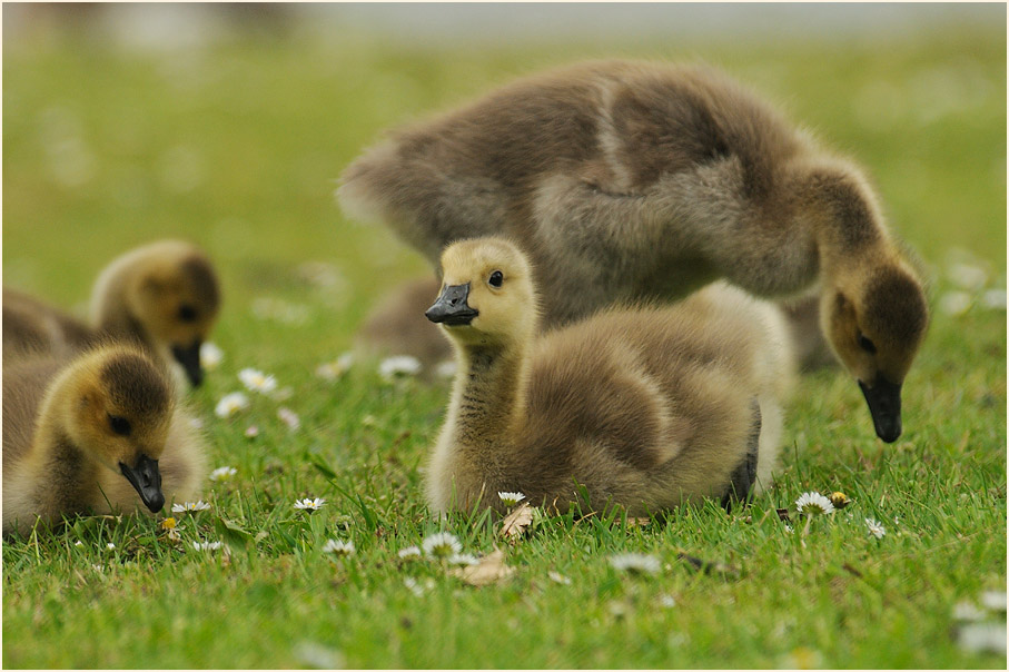 Kanadagans (Branta canadensis)