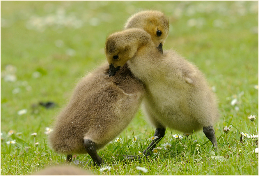 Kanadagans (Branta canadensis)