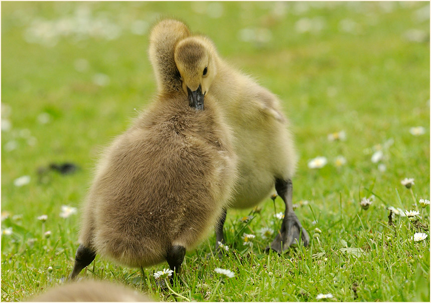 Kanadagans (Branta canadensis)