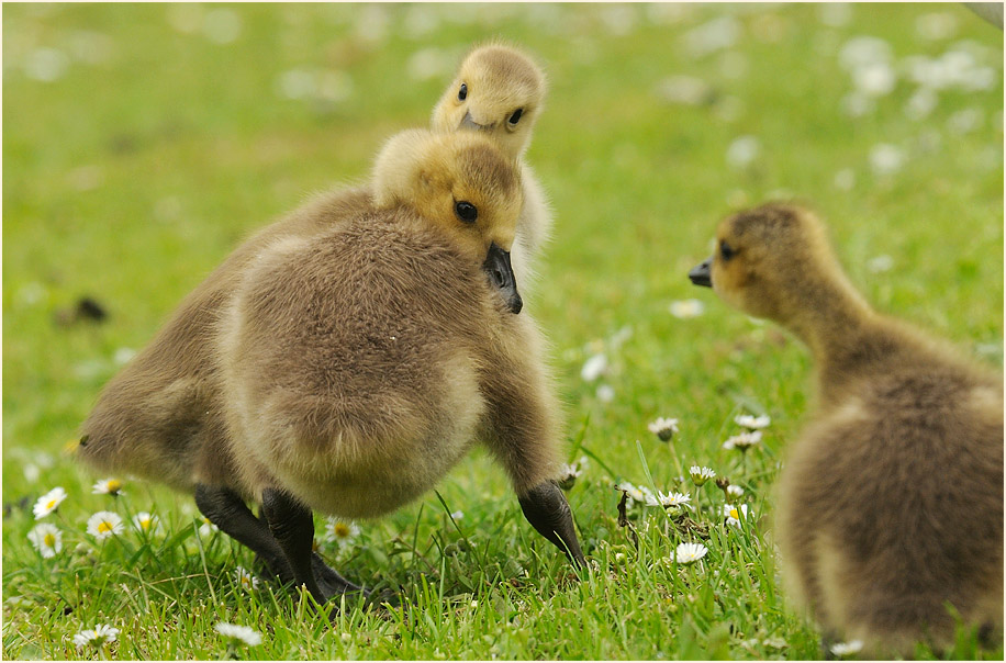 Kanadagans (Branta canadensis)