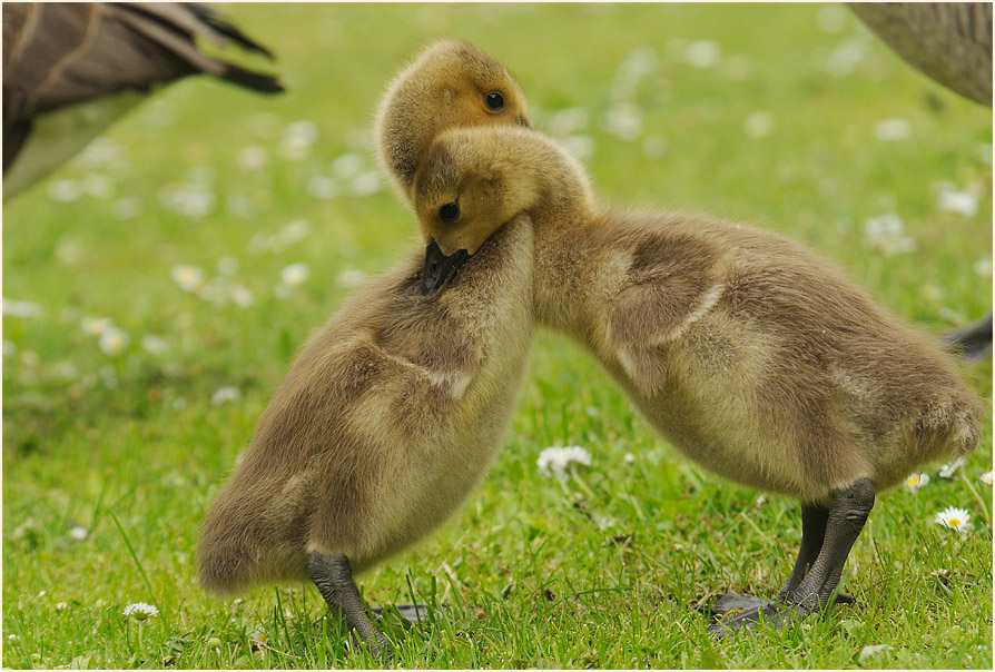 Kanadagans (Branta canadensis)