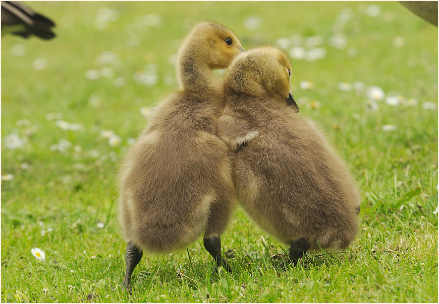 Kanadagans (Branta canadensis)