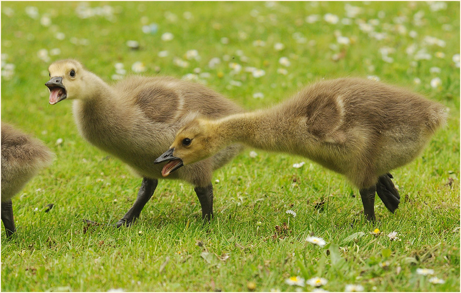 Kanadagans (Branta canadensis)