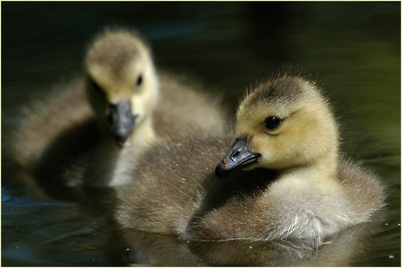 Kanadagans (Branta canadensis)