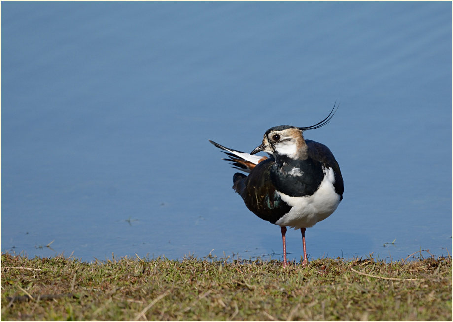 Kiebitz (Vanellus vanellus)
